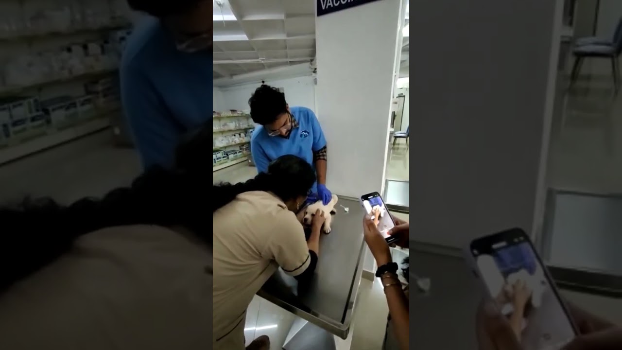 Labrador puppy first vaccination || Friendly vets || 40-45 day is the first dose||
