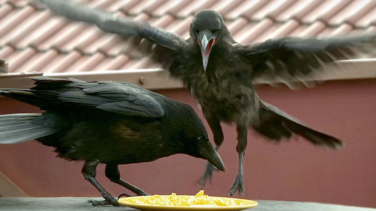 Begging Crow Chick on the Terrace