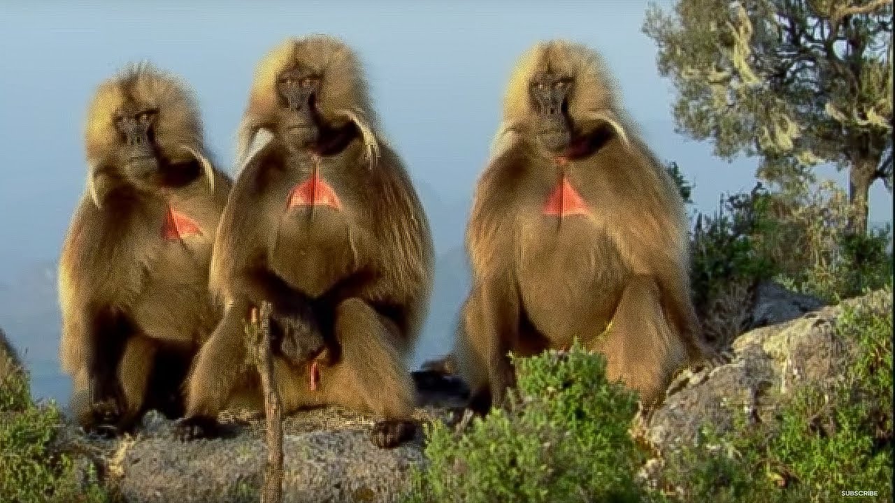 Defending a Monkey Harem | Clever Monkeys | BBC Earth