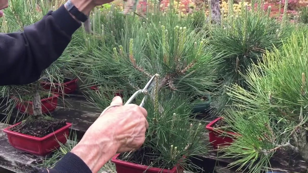 How to Prune a Pine