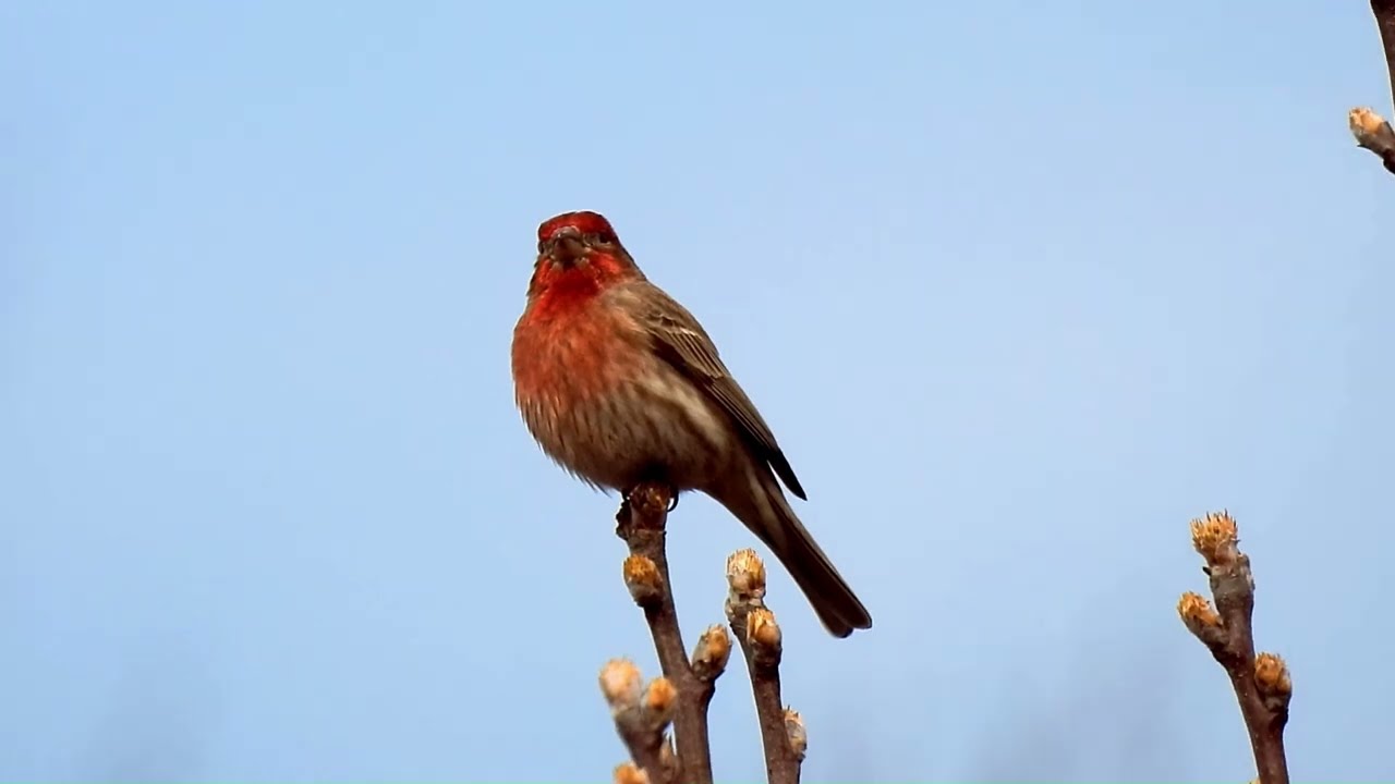 singing finches #birds #finch #birdsong #nature