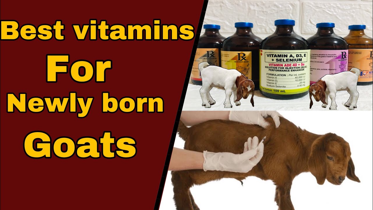 Best vitamins for newly born goat to avoid illness