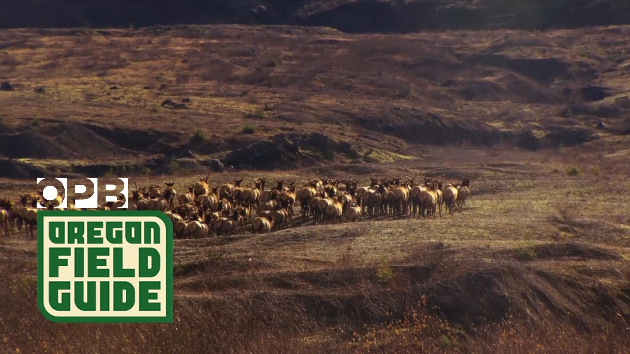 Thousands Of Elk Make Mount St. Helens Home | Oregon Field Guide