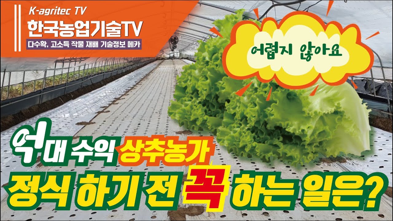 [한국농업기술TV 상추농사] 2천평에서 연소득 1억을 만들기 위해 상추 정식 하기 전에 꼭 해야할 일 / What to do before you do lettuce