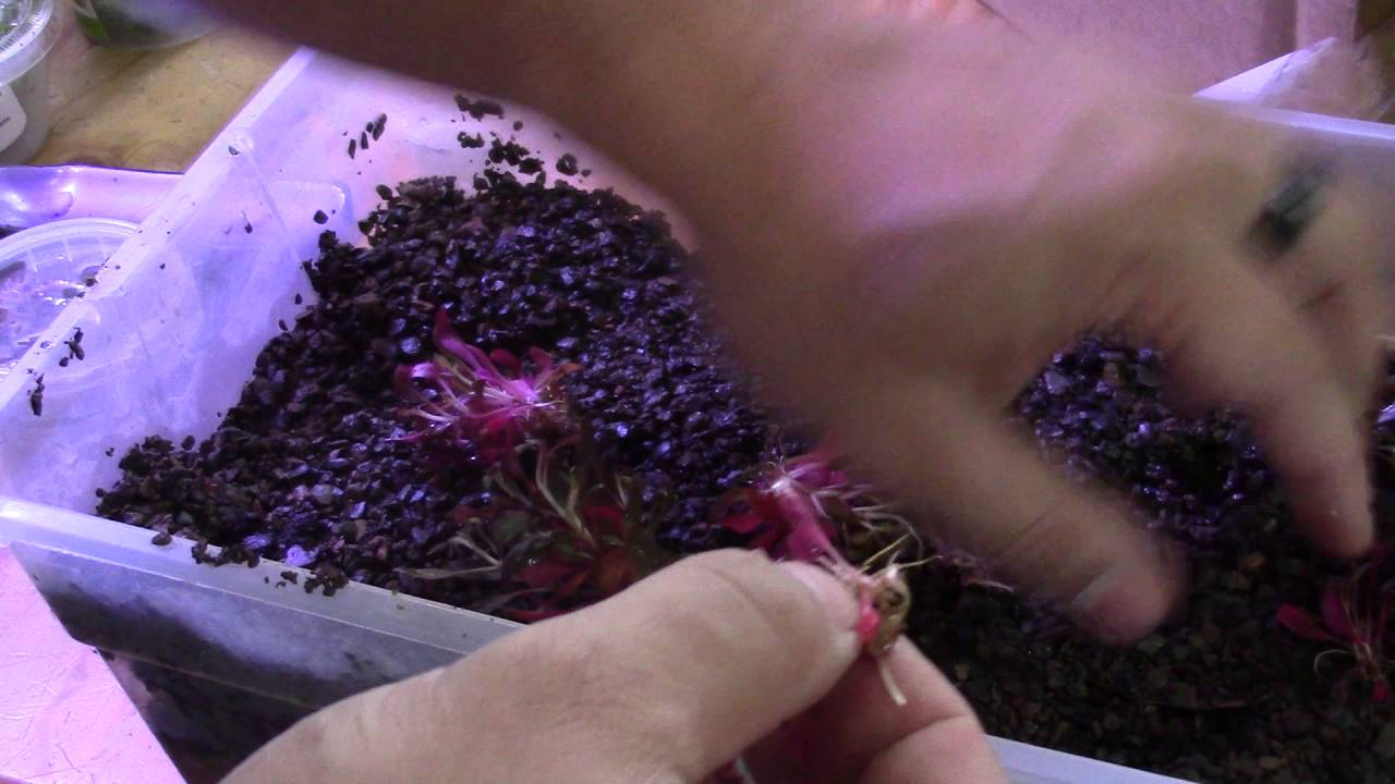 How to:  Dry start/Emergent grow Tissue culture.  Alternanthera reinecki AR Mini aquarium plants
