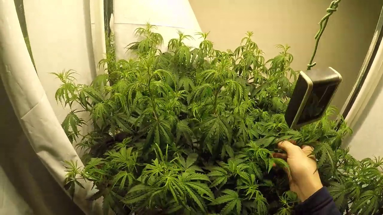 How to spot an autoflower?
