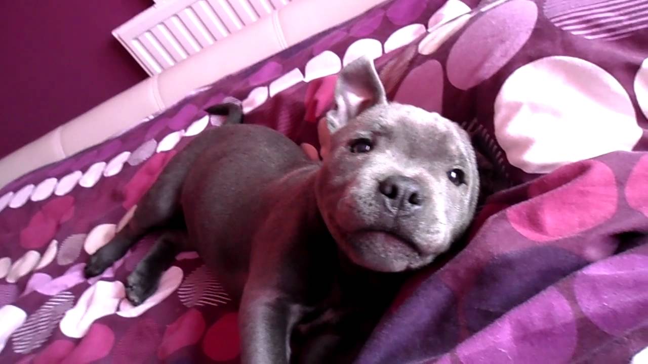 blue staffy pup