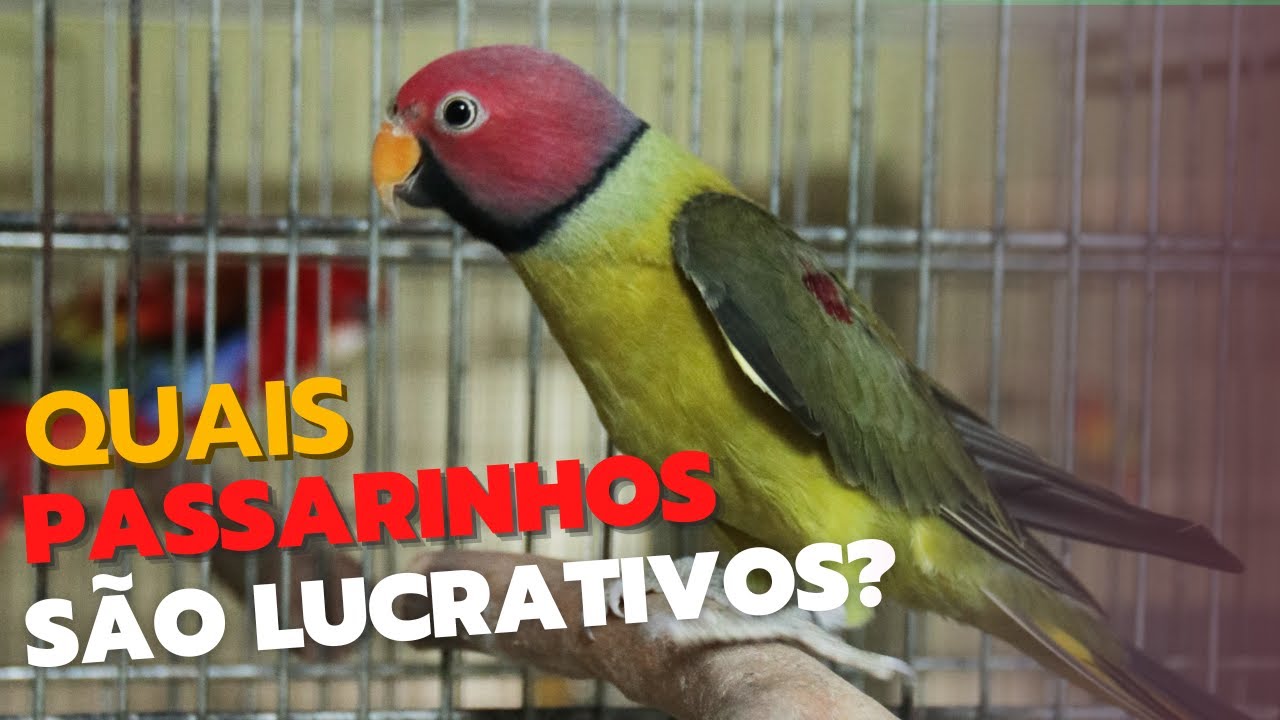 OS 'PASSARINHOS' MAIS LUCRATIVOS