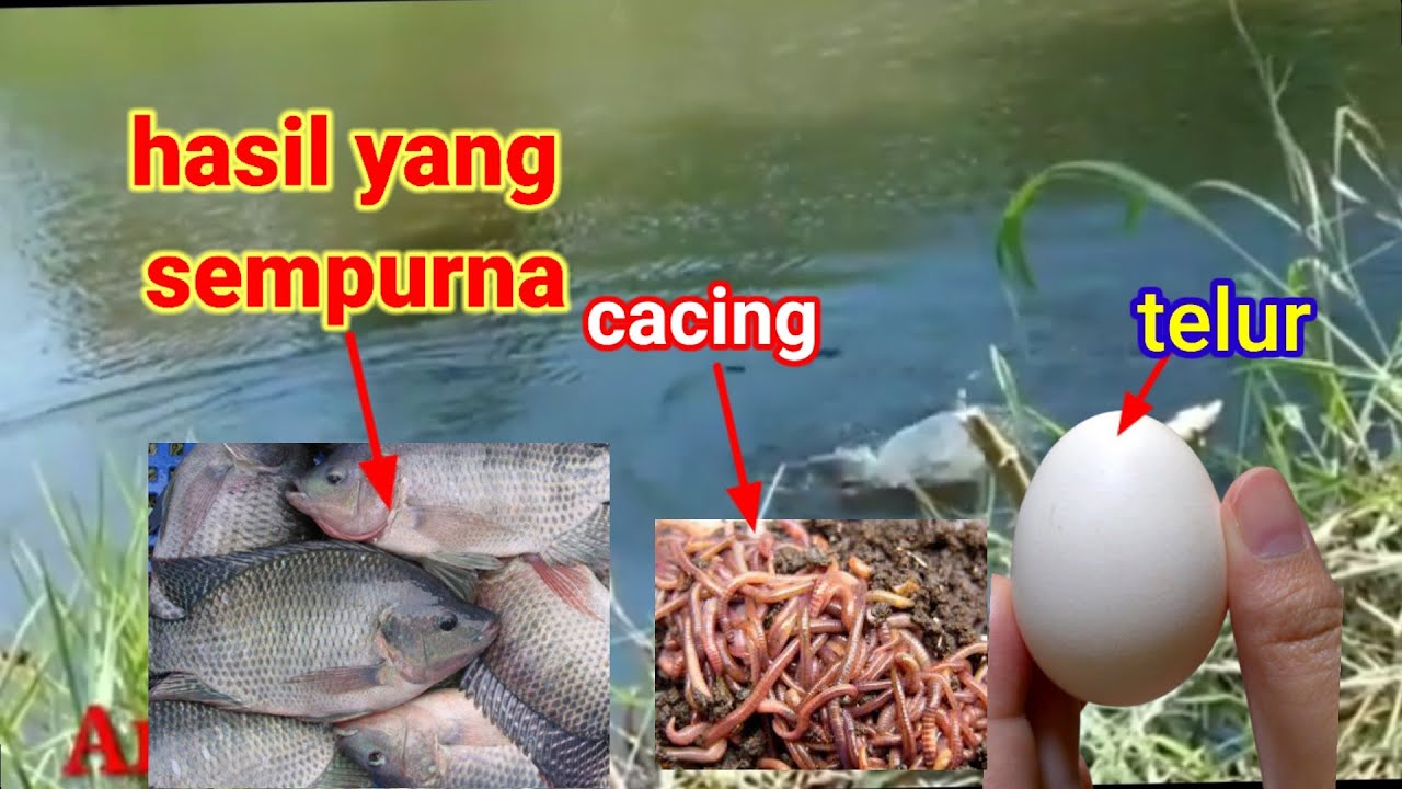 mancing ikan nila//umpan cacing dan telur