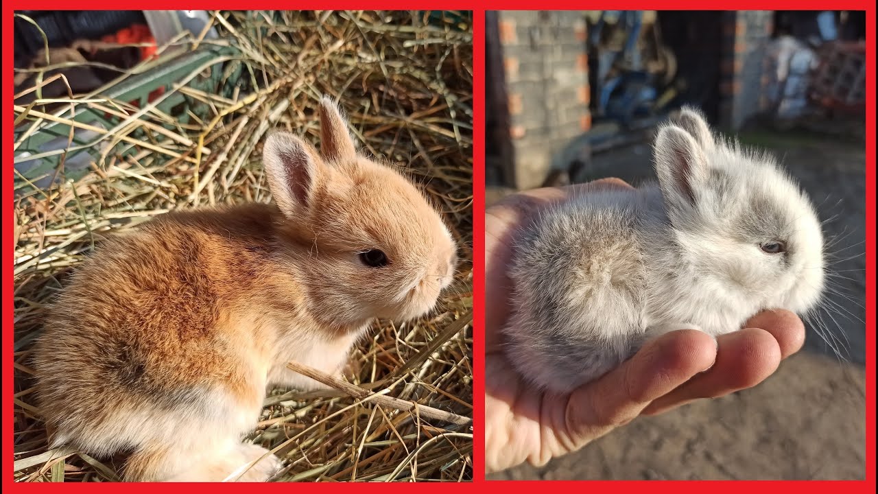 Króliczki miniaturki - aktualizacja.