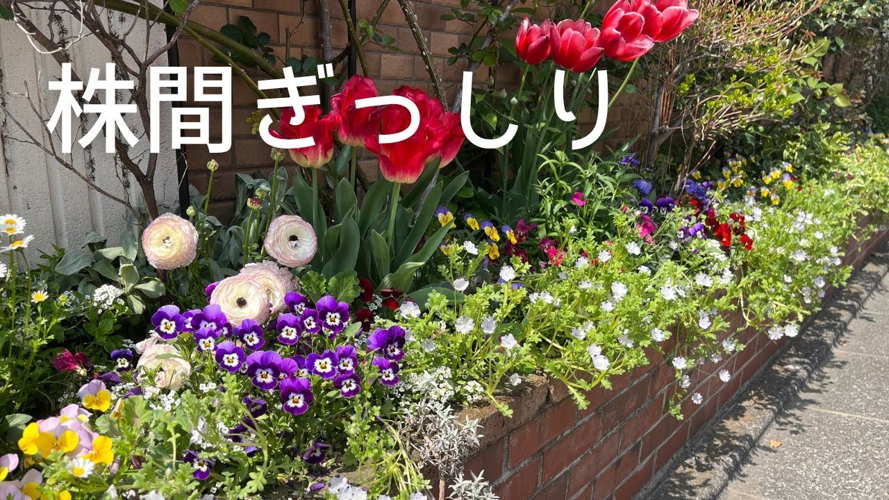 株間を十分にとらないとこうなります（反省）🌺2023年3月