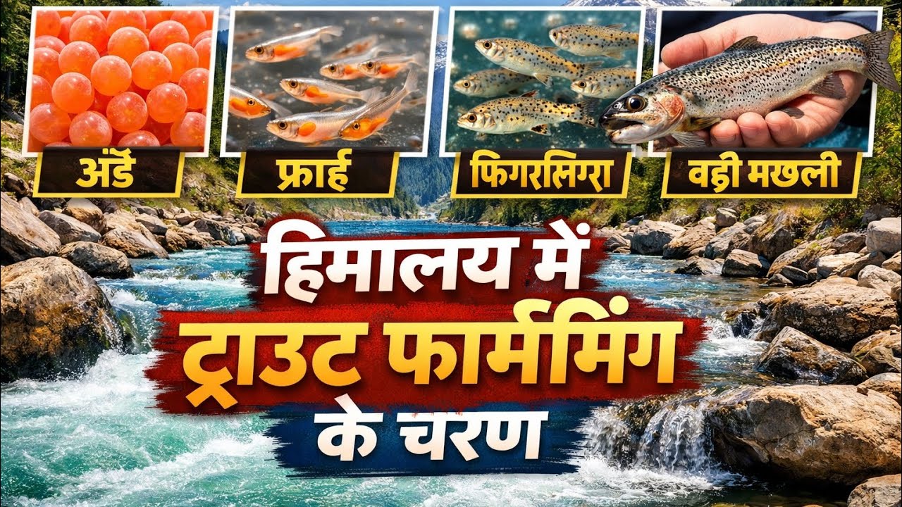 Main stages of trout framing in the Fresh water of The Himalayas @ruraltales 