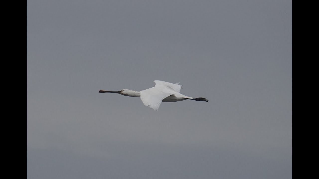A windy Lymington Sea Walls walk