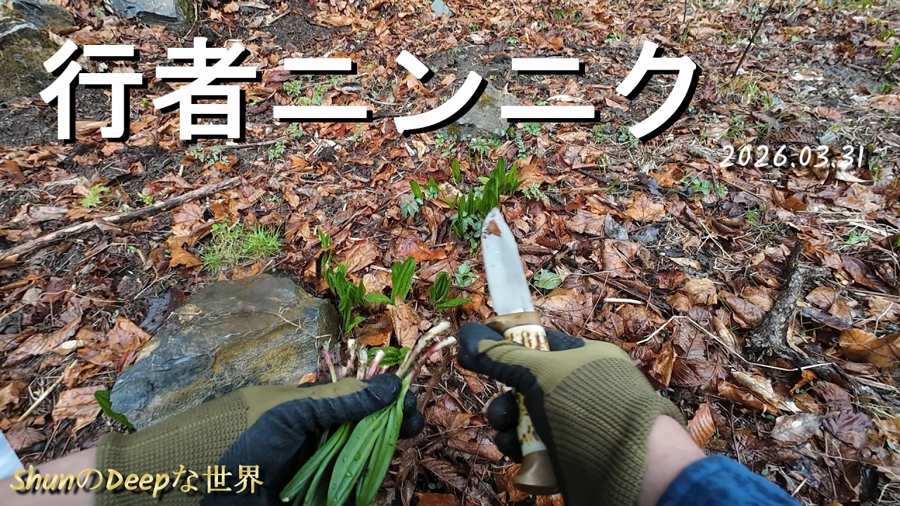 【山菜採り】2026年　行者ニンニクとワサビ