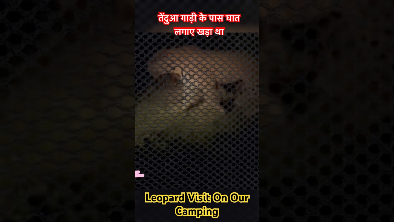 Leopard Visit On Our Camping In Forest #leopard #camping #shorts #nightcamping #campinginindia