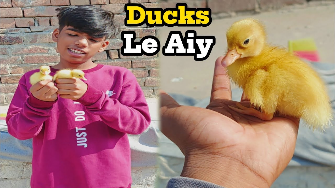 Market se baby ducks le aiy male or female|||BEAST and VLOGZ