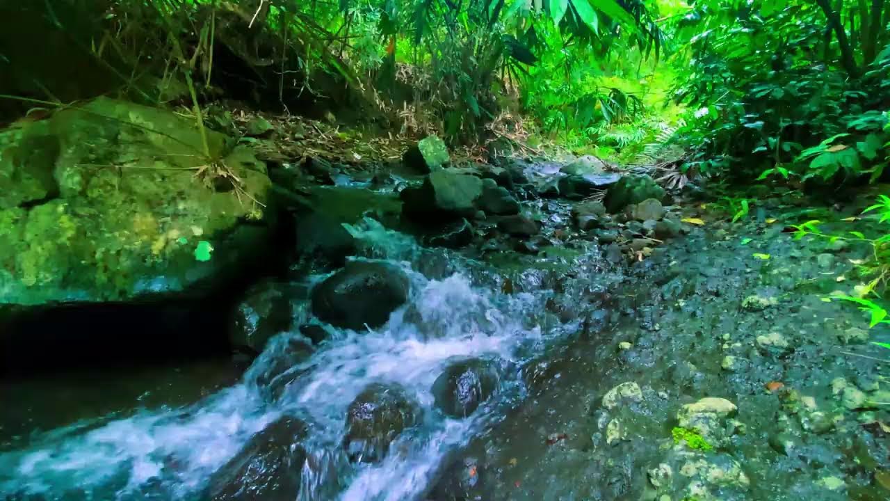 Live Stream 🌿Lost in the River Forest🌿 I Nature ASMR for Relaxation, Sleep and Study 🍃🎧