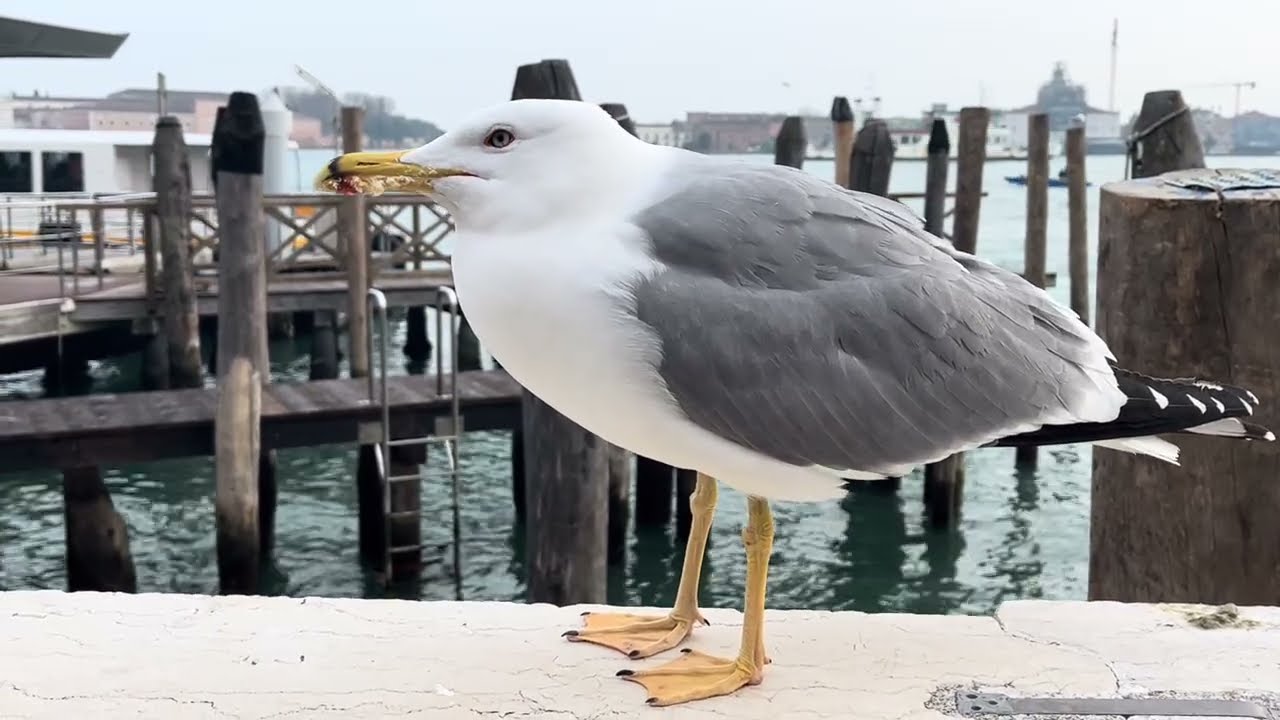 Потешная чайка в Венеции #gull  #venezuela #italy