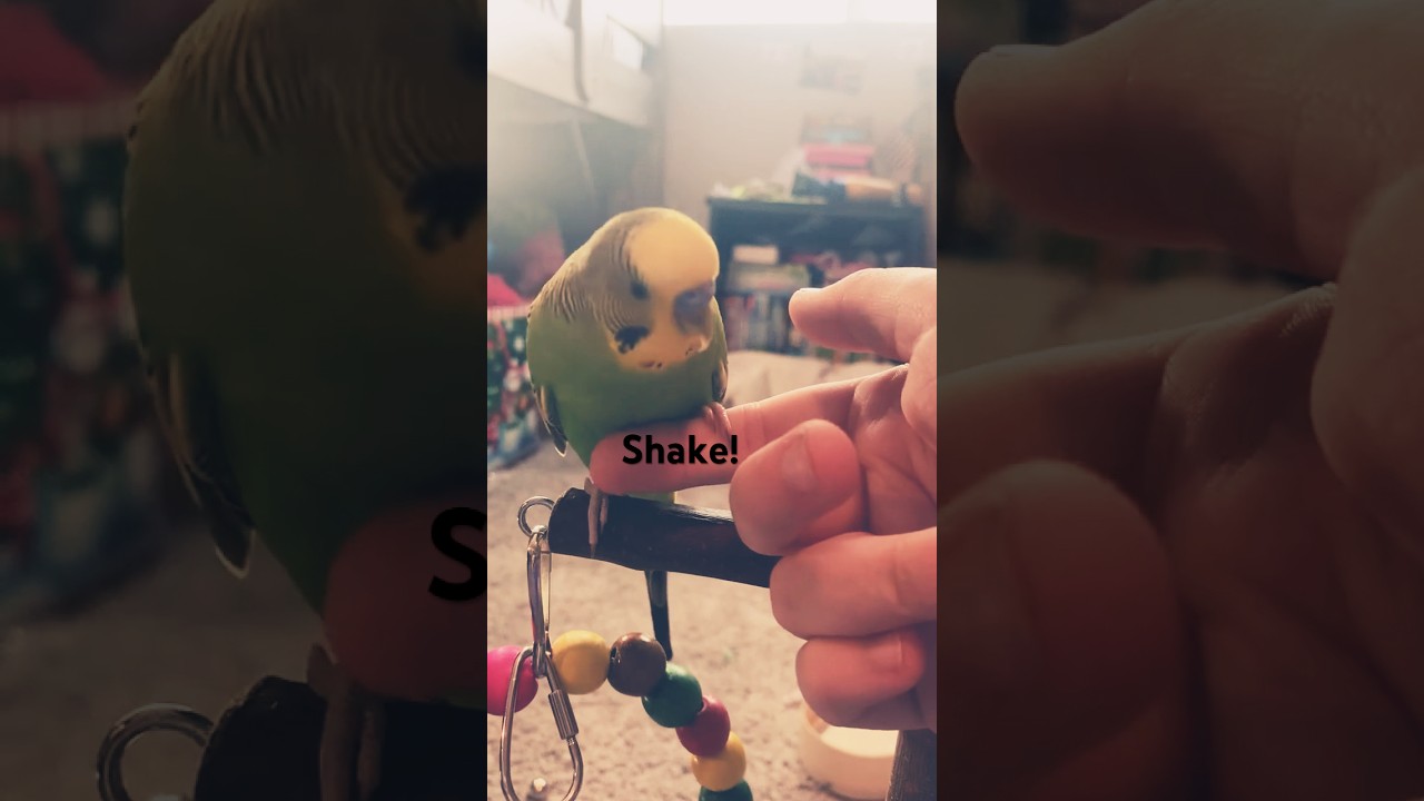How to teach your bird to shake hands 