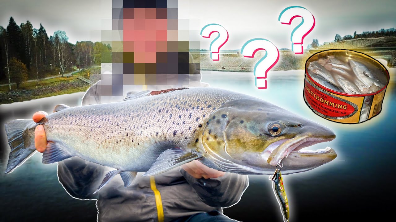 WĘDKA I KARA - Łowienie troci (Przegrany musi zjeść Surstr&ouml;mming) | Team Galant