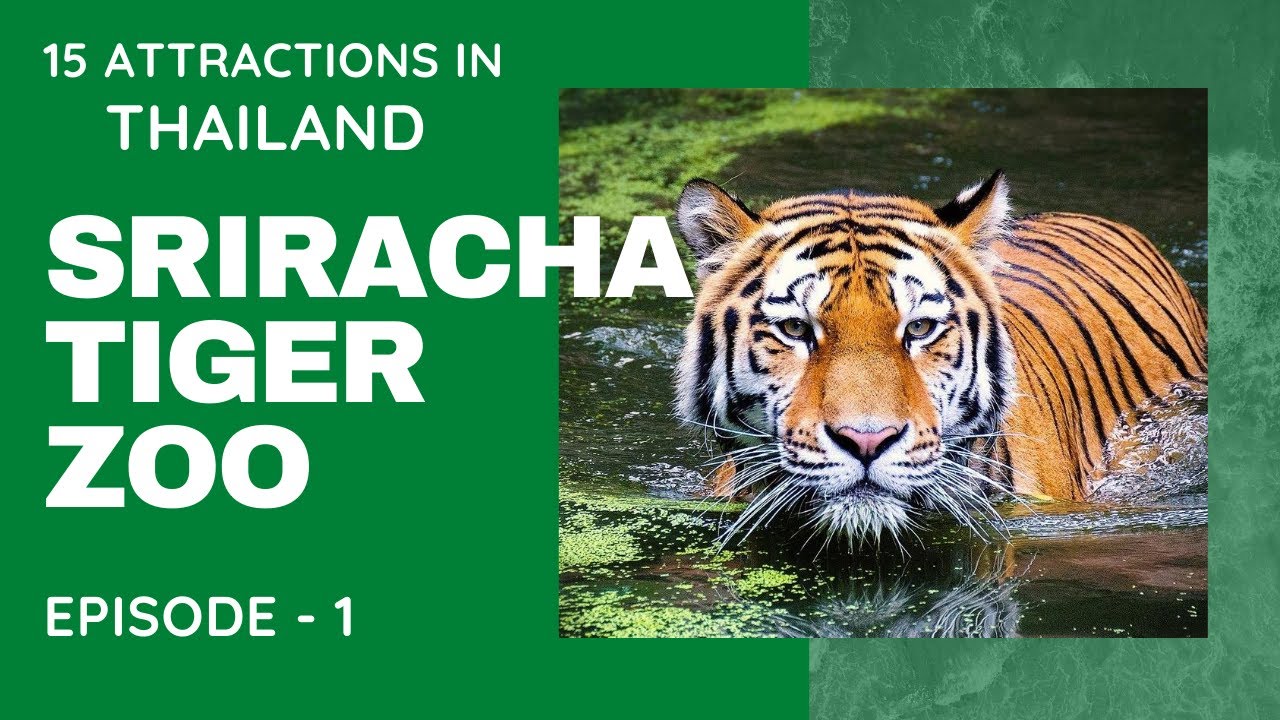 SRIRACHA TIGER ZOO – PATTAYA – THAILAND. EPISODE – 1.  15 TOP ATTRACTIONS IN THAILAND