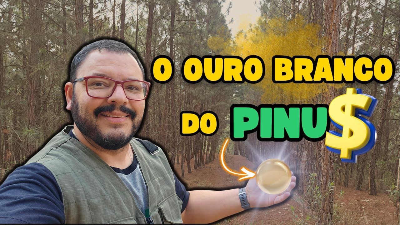 O Segredo do PINUS que Ninguém te Conta (Vale Mais que Eucalipto?)