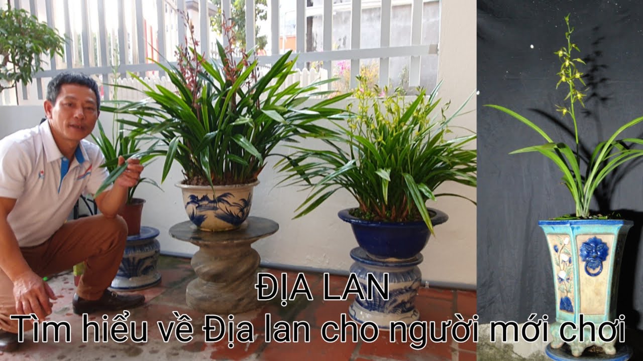 Địa lan Tìm hiểu về cây Địa lan cho người mới chơi.#hoalanninhbinh #dialan