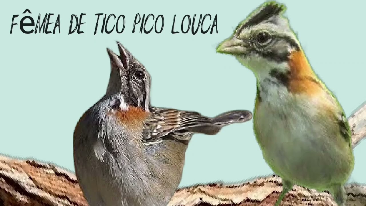  tico-tico fêmea pedindo gala e chiando