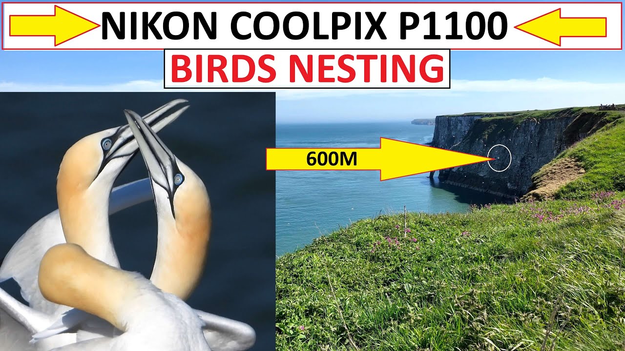 NIKON COOLPIX P1100 - BIRD WATCHING & NESTING AT THE EAST COAST, UK BEMPTON CLIFFS