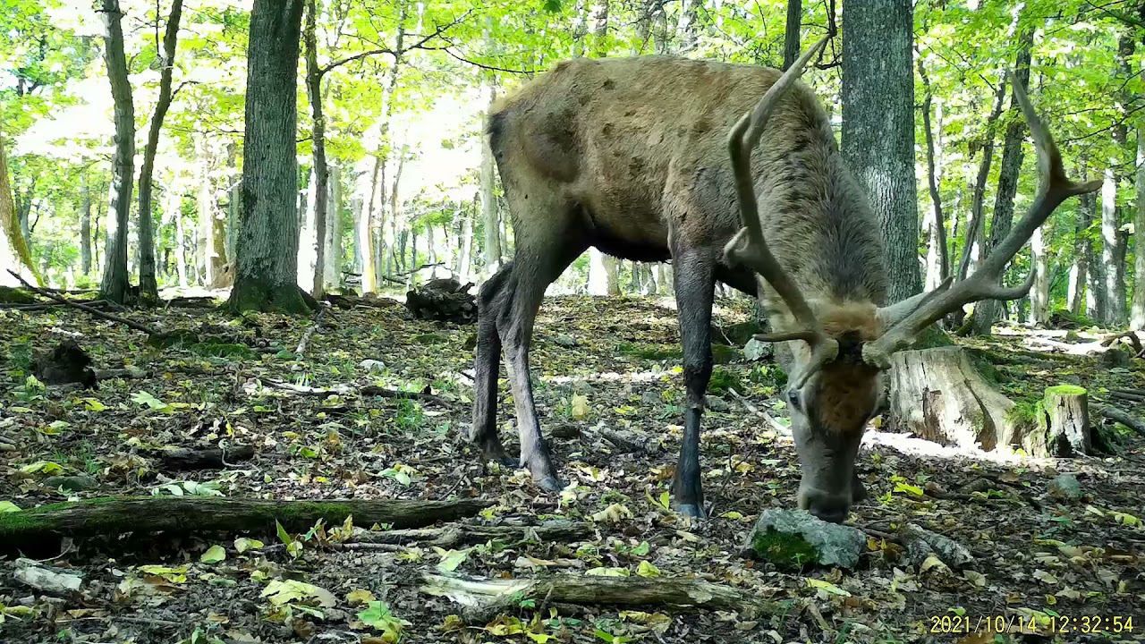Líška, vlk a jelene pred fotopascou TETRAO Spromise S308