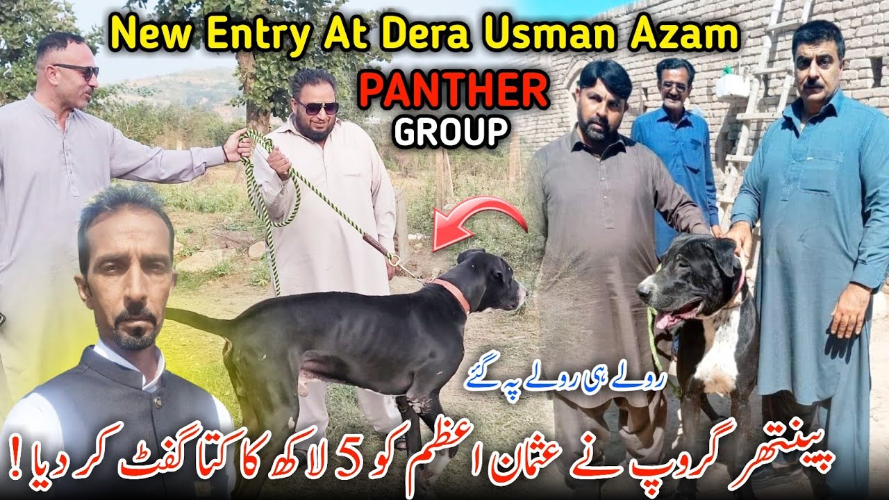 Panther Group Gifted Dog To Usman Azam 🥰 All Record Break || Ch Tofiq Buthroi || Family Vlog