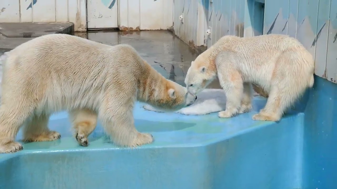 怒られる