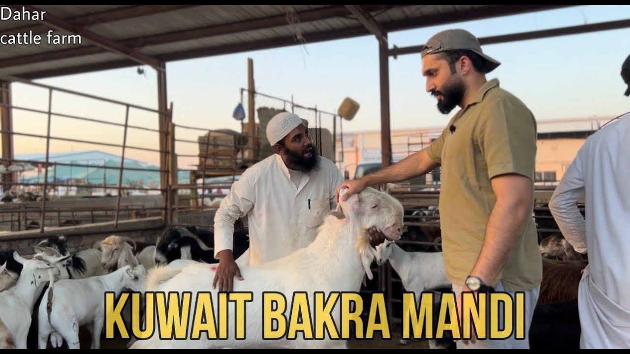 A visit to Kuwait Bakra mandi (cattle farm) before Eid ul Adha 2023 @Khaneatss