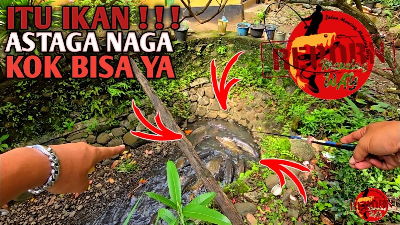 BUSET...!!! Ikan Di Selokan Samping Rumah Melimpah Gak Ada Yang Mancing Auto Kita Panen Ikannya