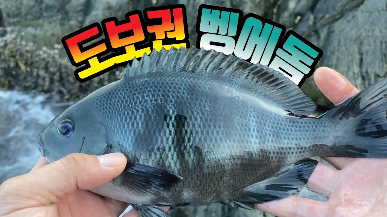 울산 도보권 벵에돔 포인트(걸선생 채비 공개)