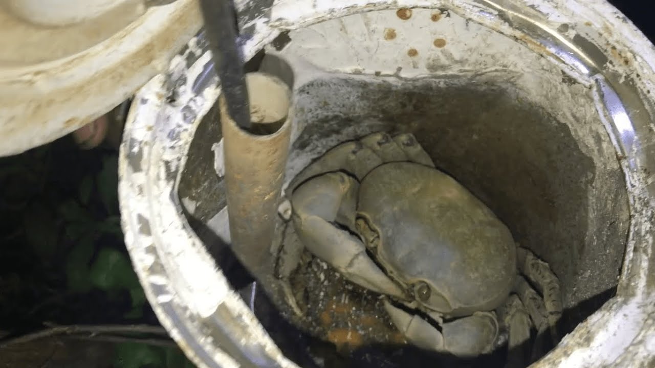 Como Pescar y Capturar Cangrejos 🦀   crabs huge, crabe