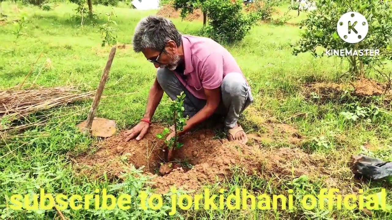 पेड़ लगाना सीखिए कान सिंह निर्वाण के साथ  PED KAISE LGAYE JAANIYE KANSINGH NIRWAN SE