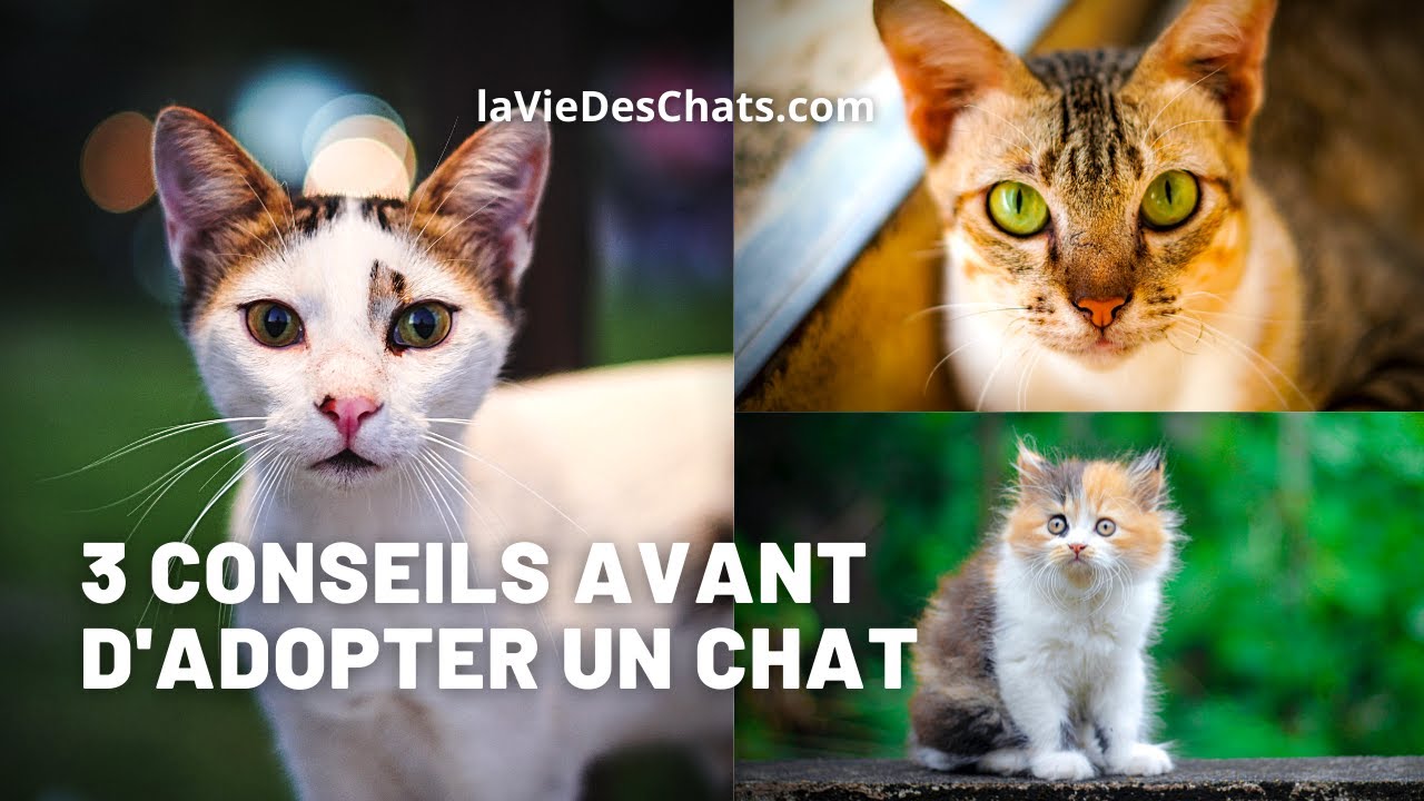 😻Ce qu'il faut savoir avant d'adopter un chat en 3 points ❤️😍