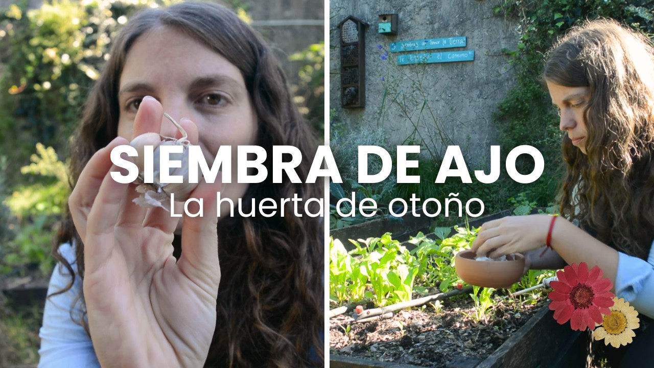 ¡Momento de sembrar AJO! 🌱🧄 Huerta agroecológica en casa