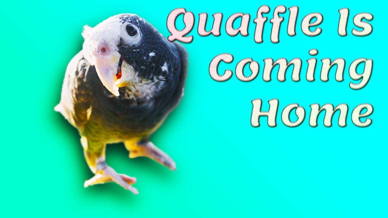 Bringing My Pionus Parrot Home!