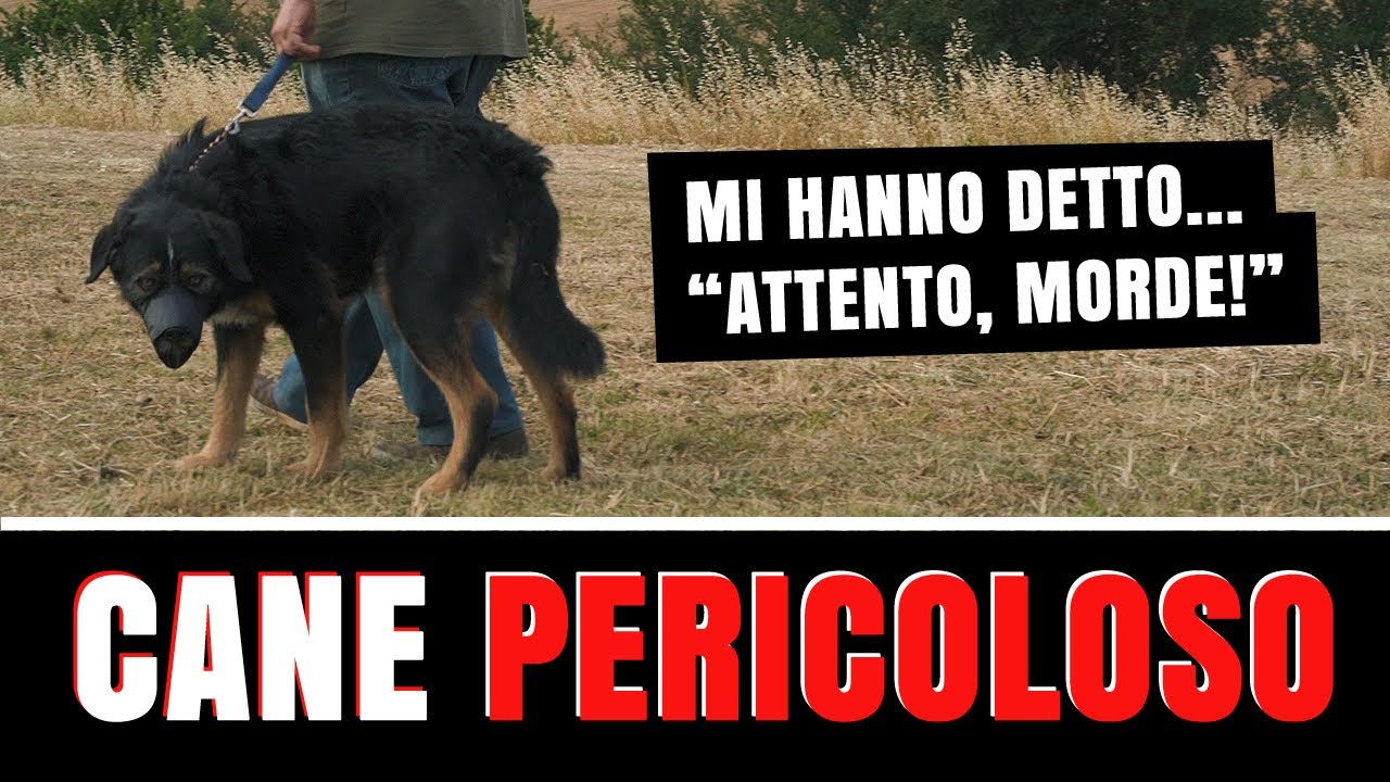 CANE PERICOLOSO 🦴 NESSUNO riusciva a gestirlo... ma guarda COSA SUCCEDE ora 🦴 Addestratore cinofilo