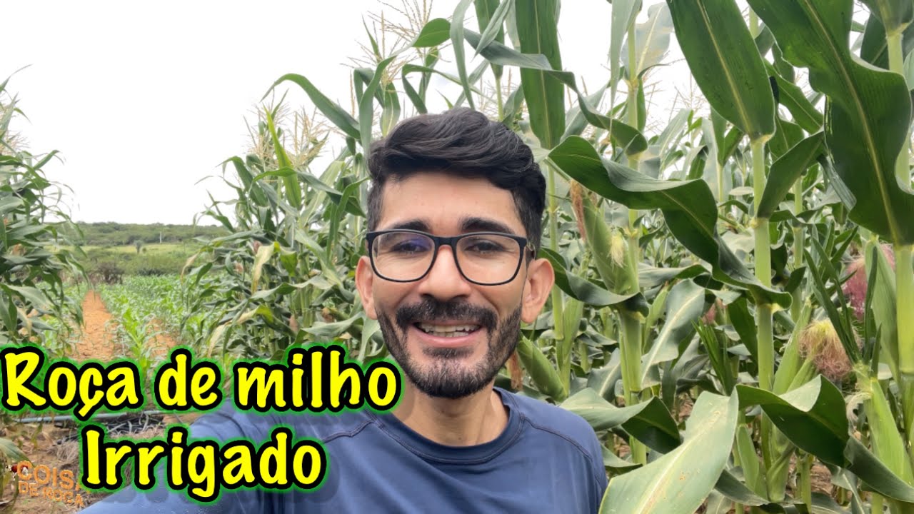 Plantio de milho irrigado no sertão