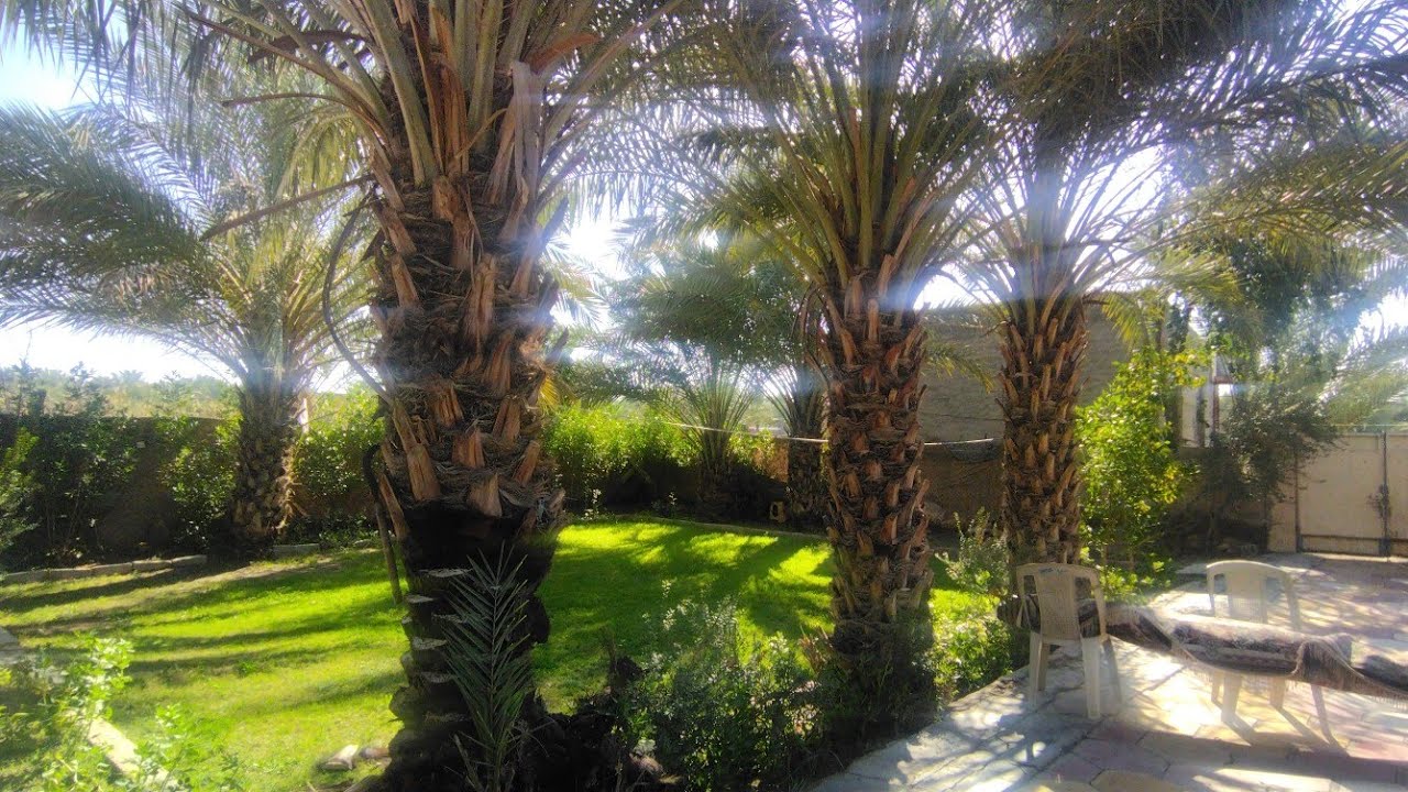 تكريب النخيل وسبب التقارب المسافات القصيره