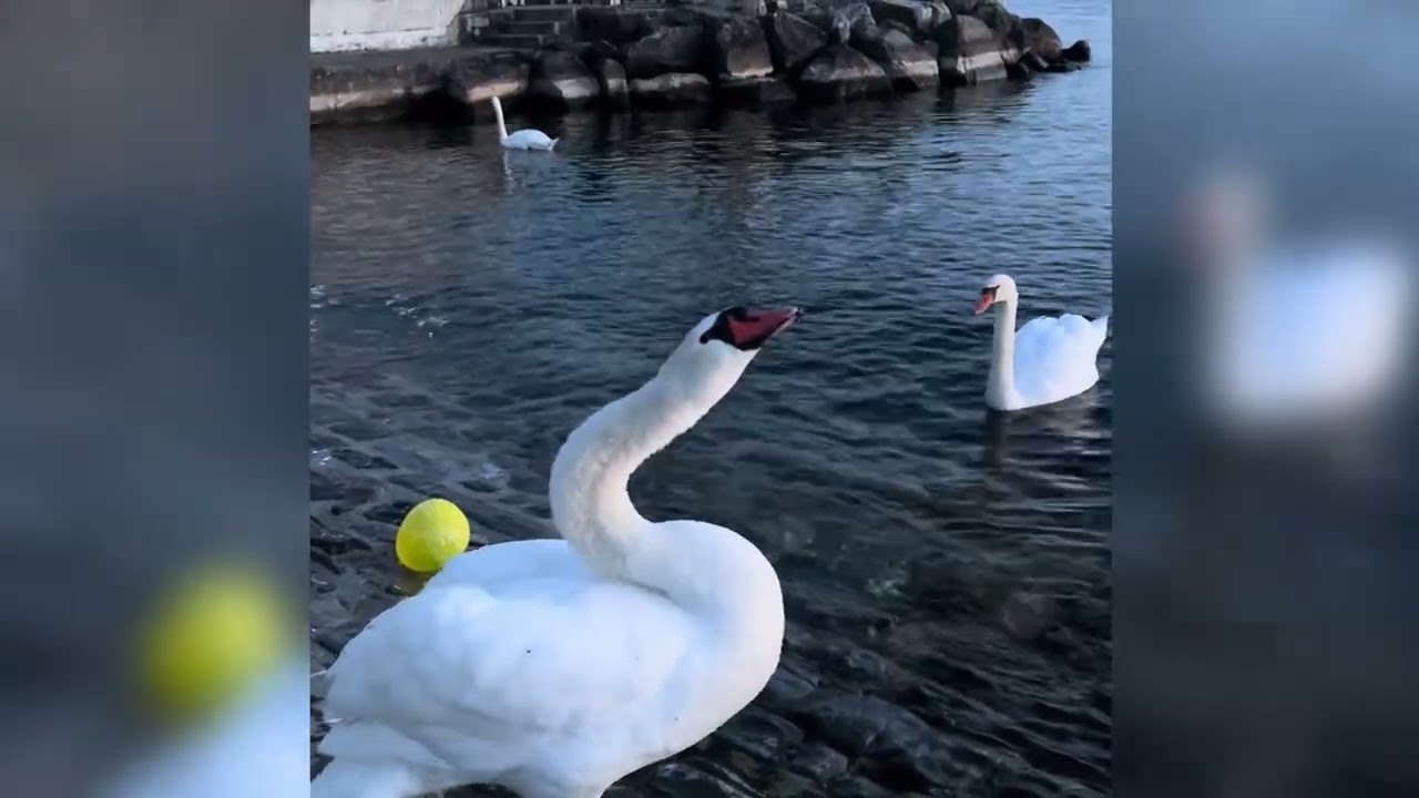 Peaceful Swans on the Lake | Calm Water Sounds for Relaxation (Swans Series Ep.1)