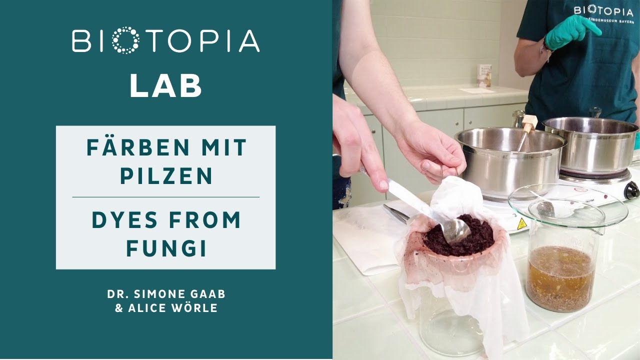 Färben mit Pilzen | Dyes from Fungi - Fungi for Future