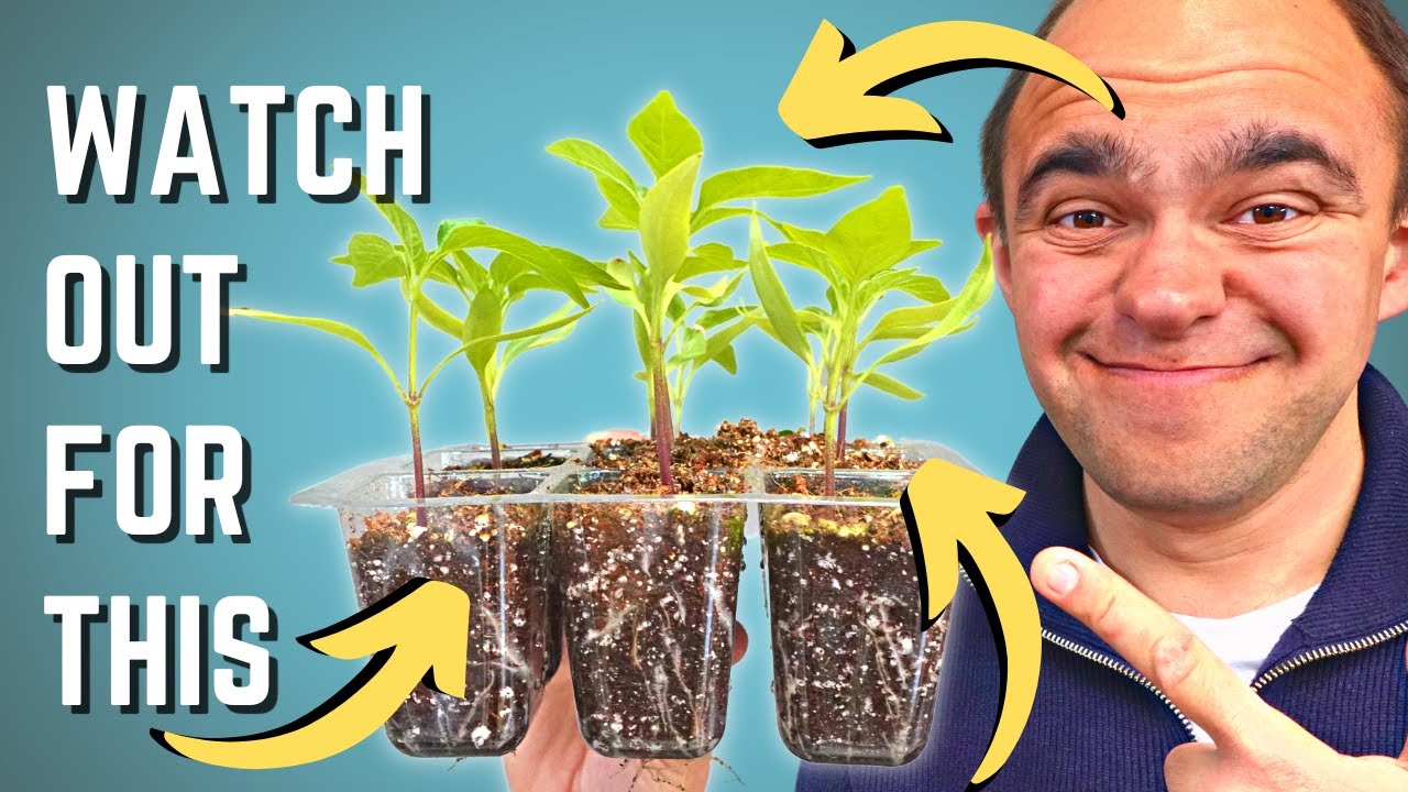 3 Signs That You Should Transplant Your Seedlings & How To Transplant Them