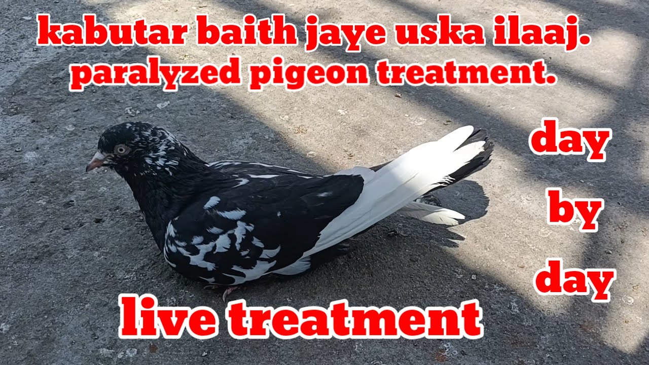KABUTER BAITH JAYE USKA ILAAJ || LIVE TREATMENT || PARALYZED PIGEONS TREATMENT.
