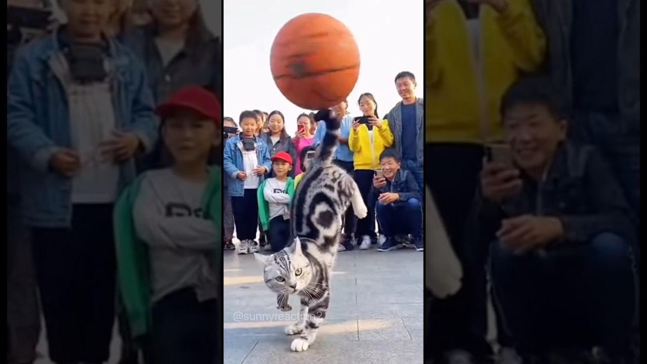 Кот крутит футбольный мяч на лапах и затмевает всех в цирке 🐱🏈 #шорты #короткие #кот #собака