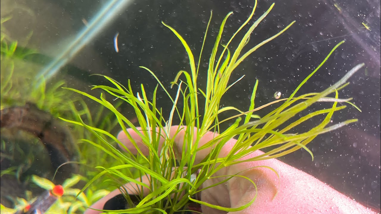 Ficha de plantas: (Pogostemun Stellatus/ Octopuse)