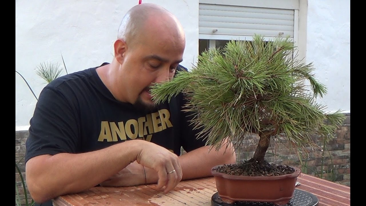 Mi bonsai se muere - pino negro japonés